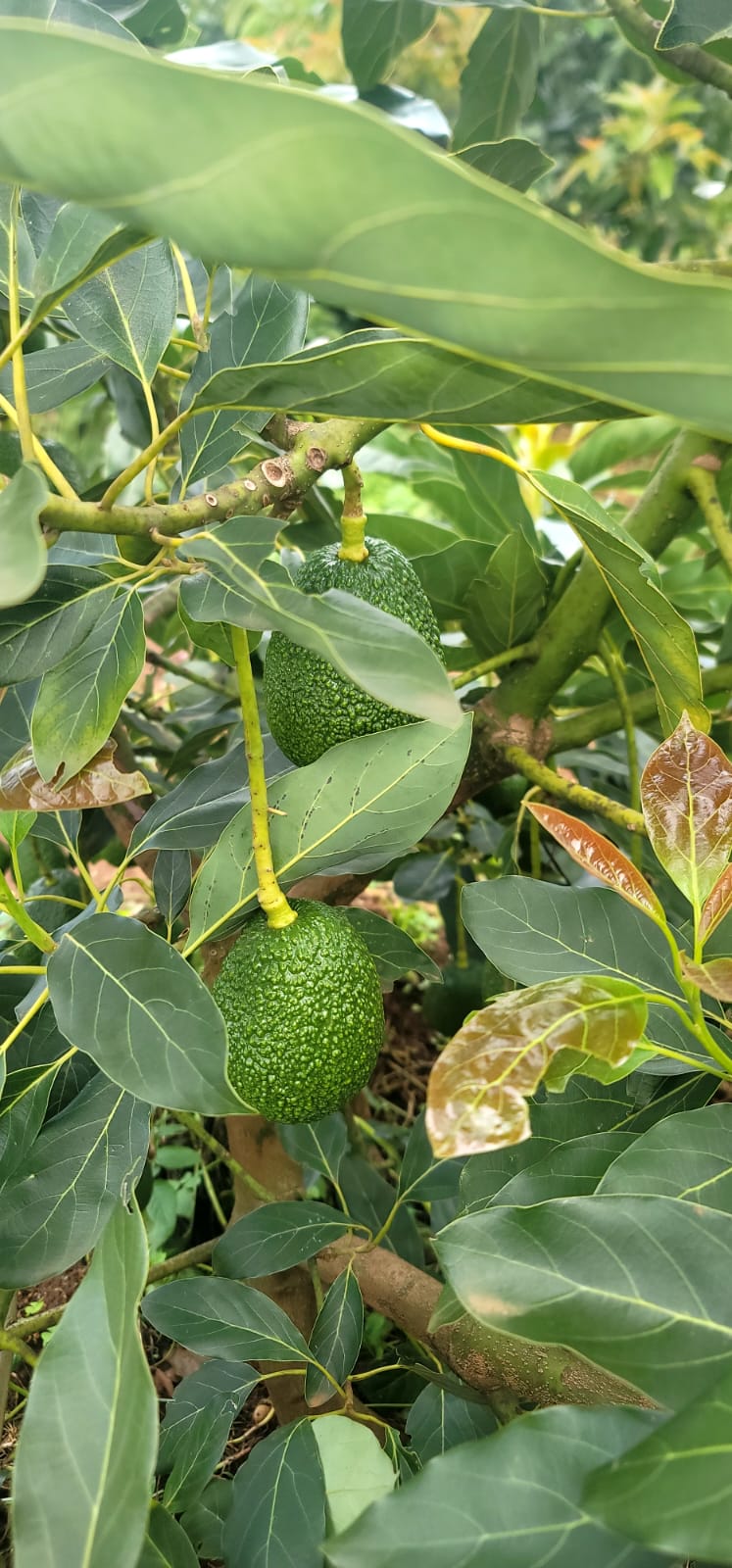 Avocado Grove