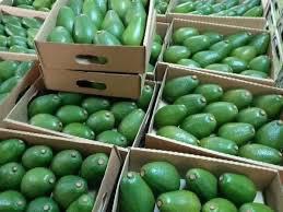 Fresh Avocados