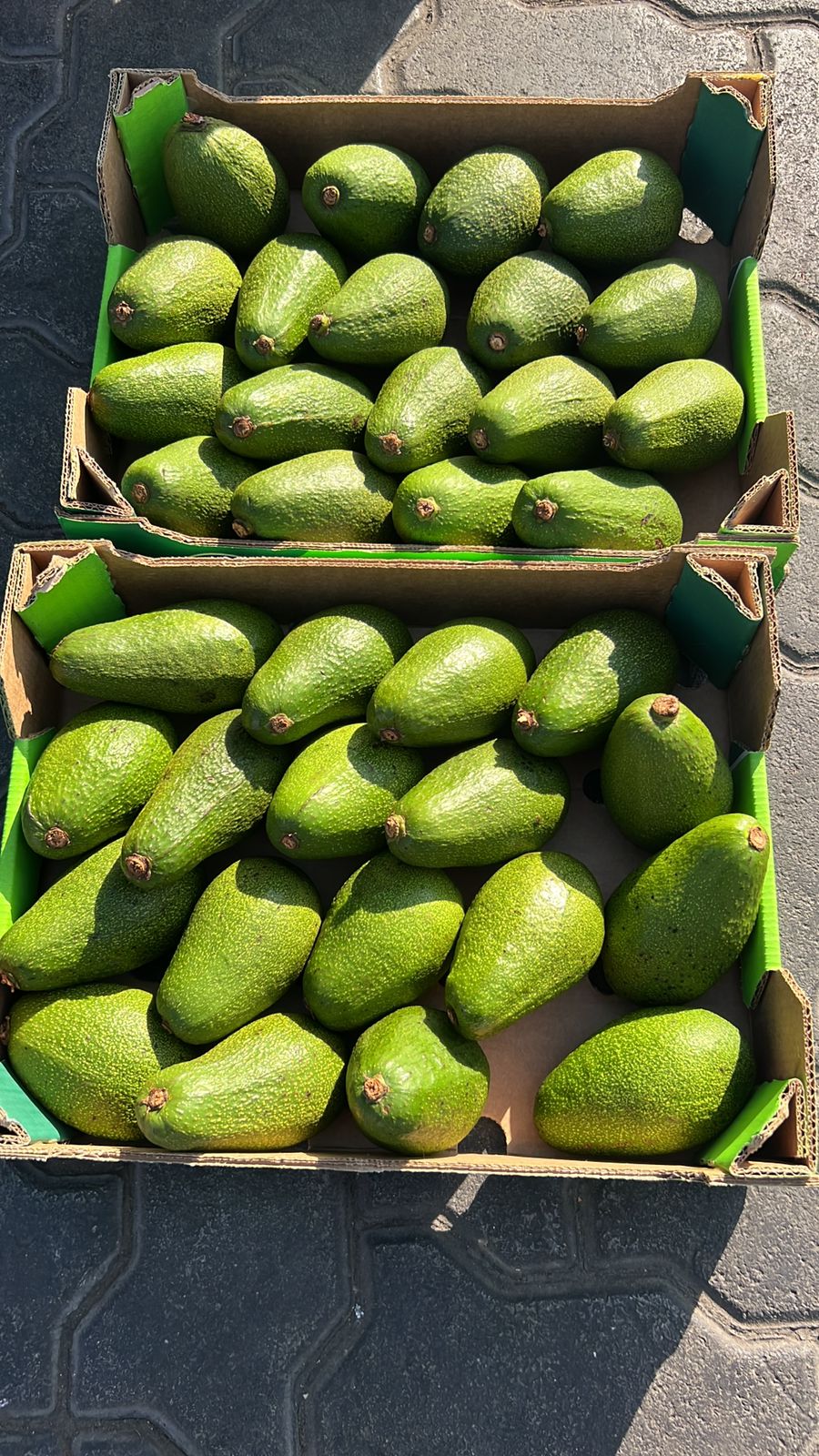 Avocado Selection